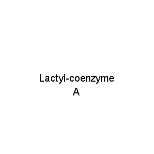 Lactyl-coenzyme A